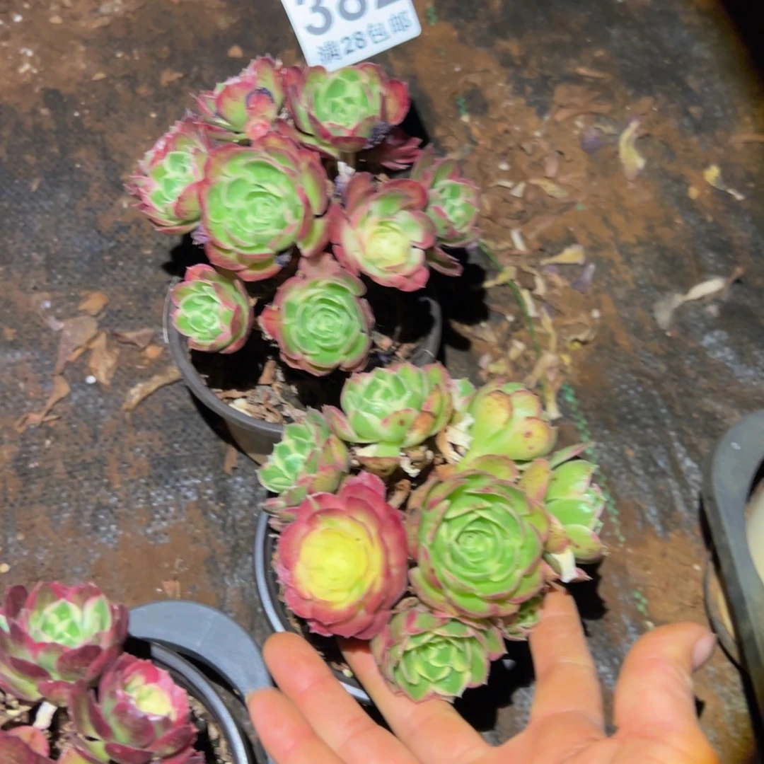 多肉植物382两颗小的无售后