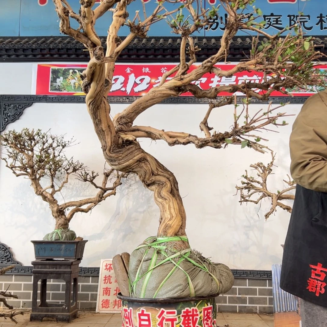 无花朵金银花88888888888888