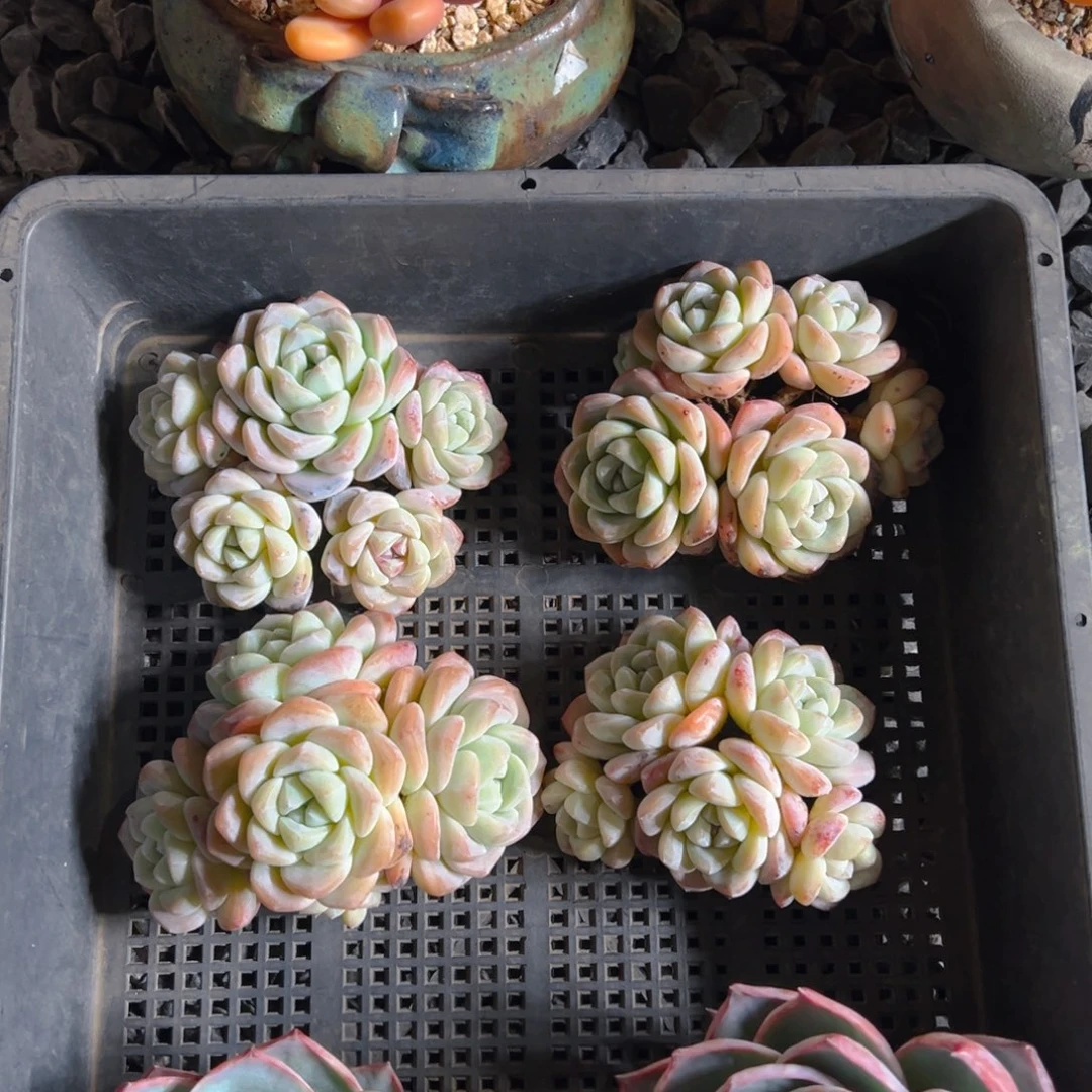 冰玉群5头起111111111