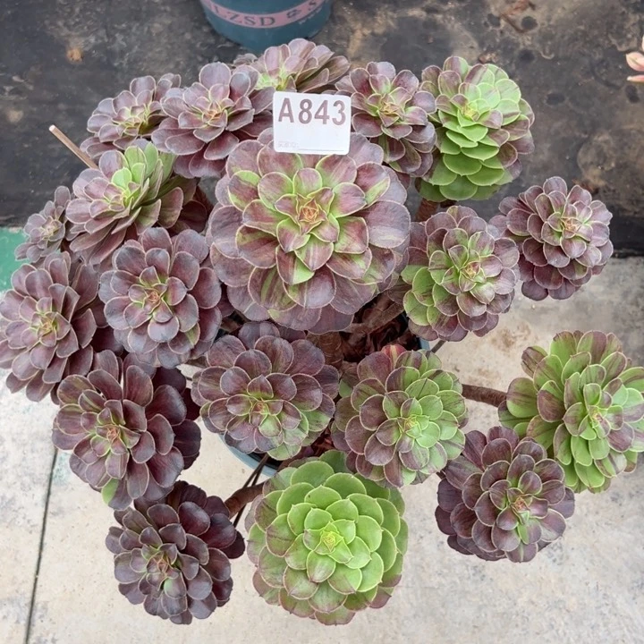 843花月夜40厘米左右