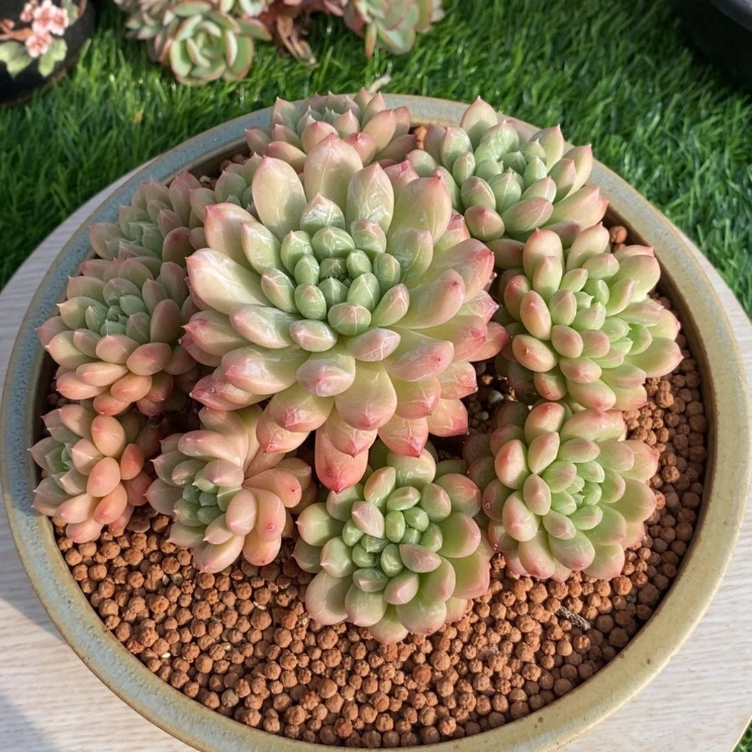 综合链接白搭翡翠