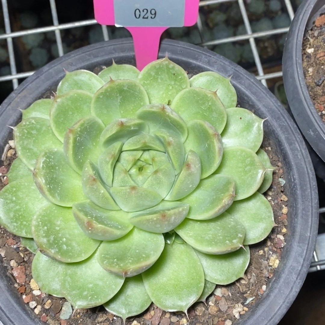 x029-多肉植物 钻系