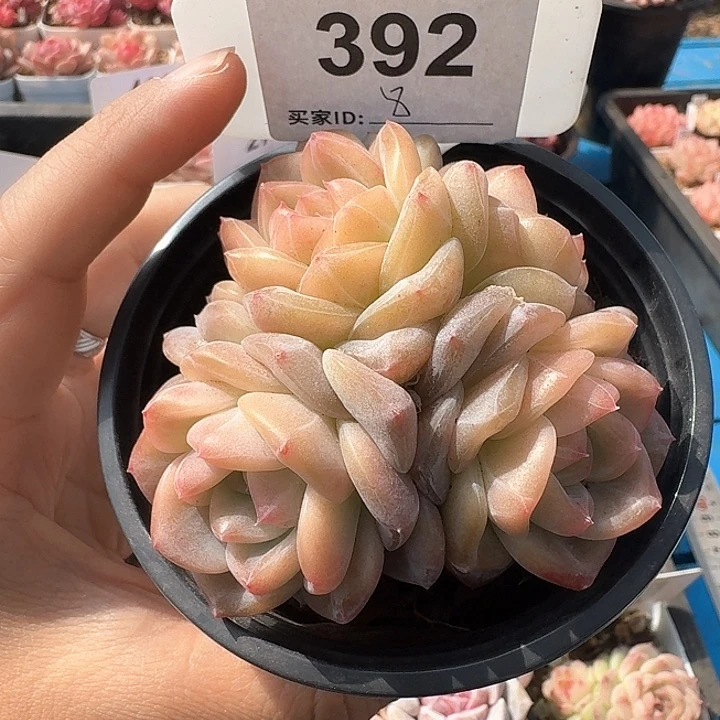 不*?雪芙蓉多肉植物392