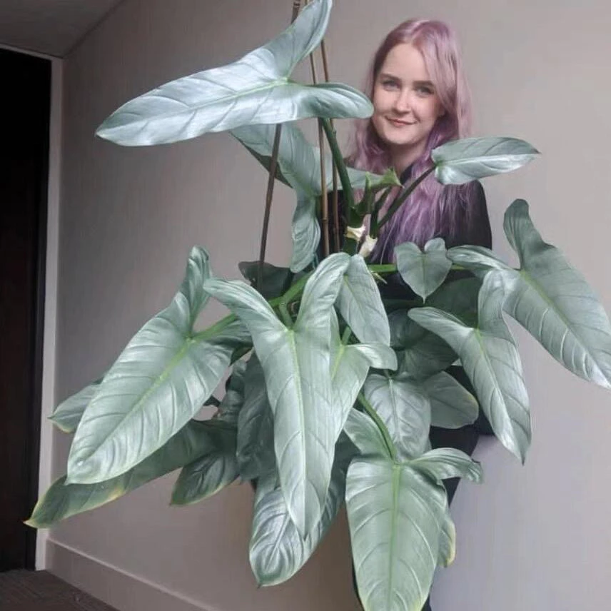 哈姆帕斯塔蔓绿绒 轻微叶损不包售后十度以下请拍保温棉