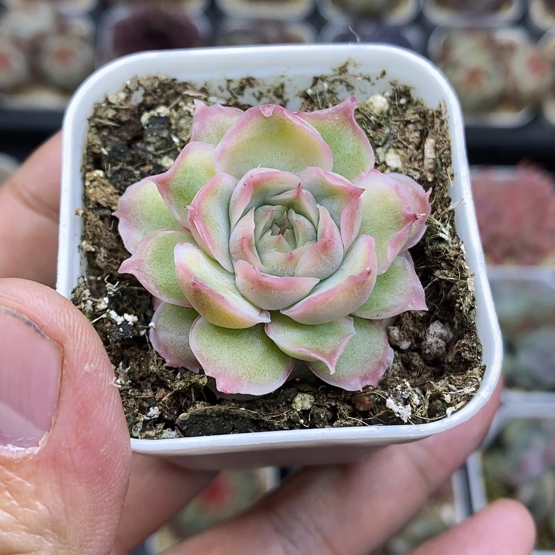 水晶虾饺5厘米盆多肉