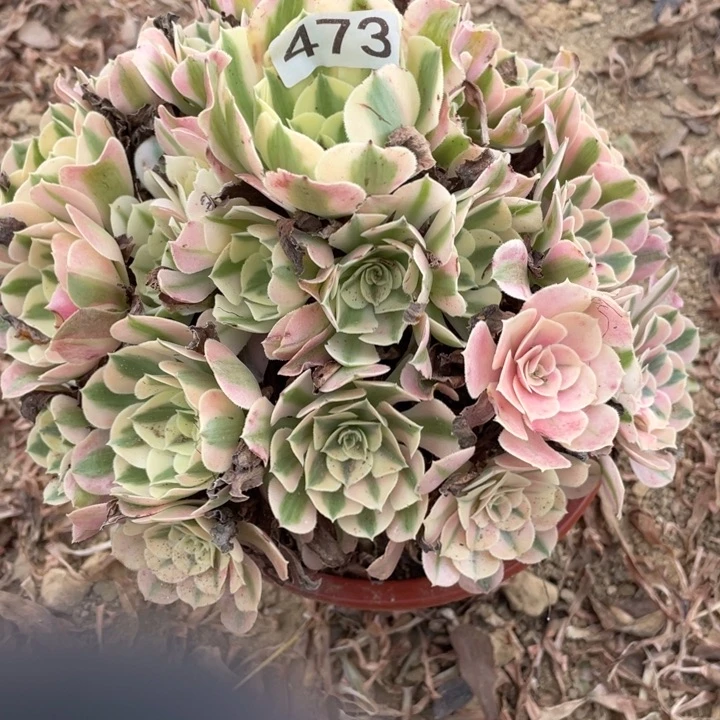 无花朵473多肉植物粉女巫