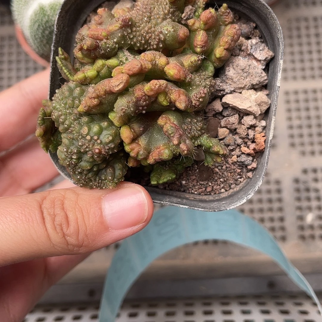 703缀化仙人球（满18元包邮）