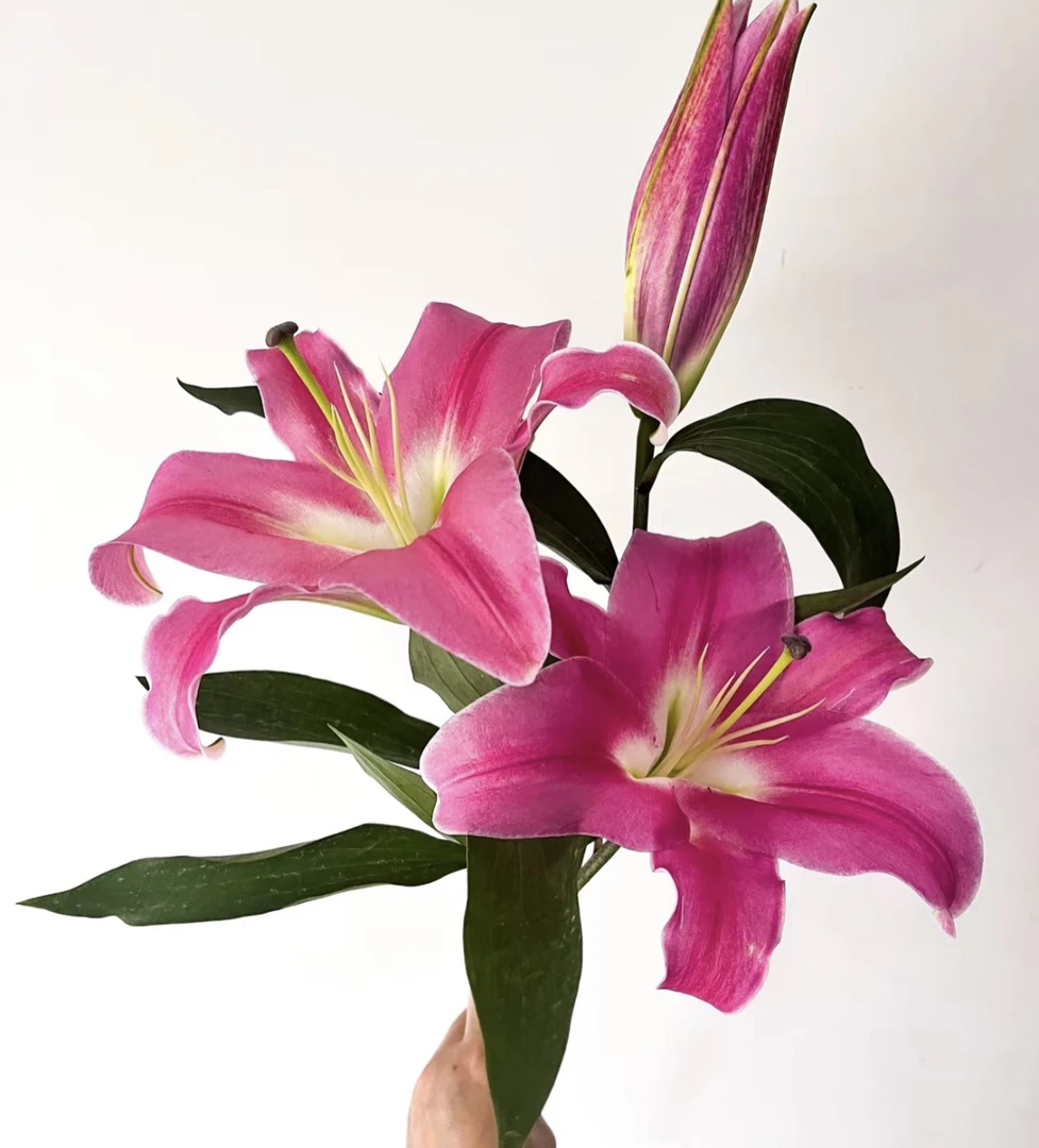 （曼）百合普拉分多15个花苞含3个防损鲜花任意满两单包邮