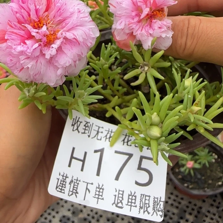 无花朵H175超小苗盆口10cm可能有菜虫