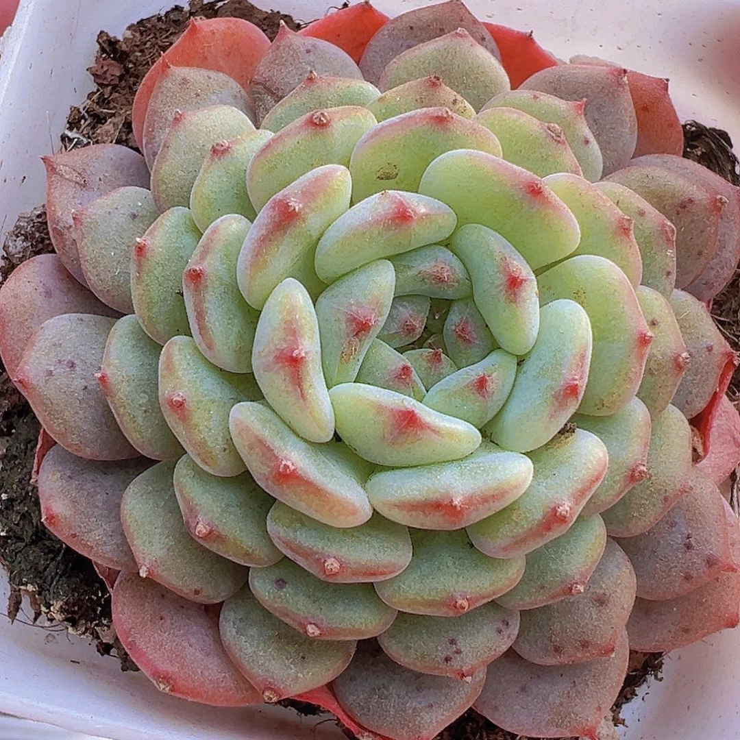 单头白胖子19包邮