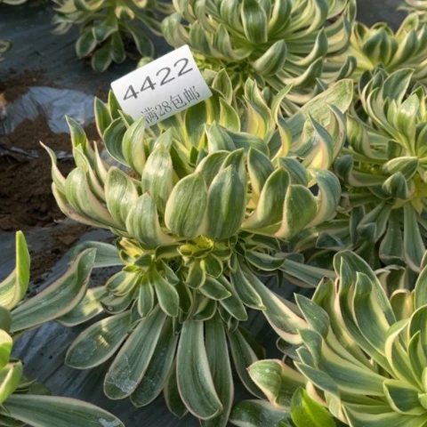 青莲多肉多肉4422多肉