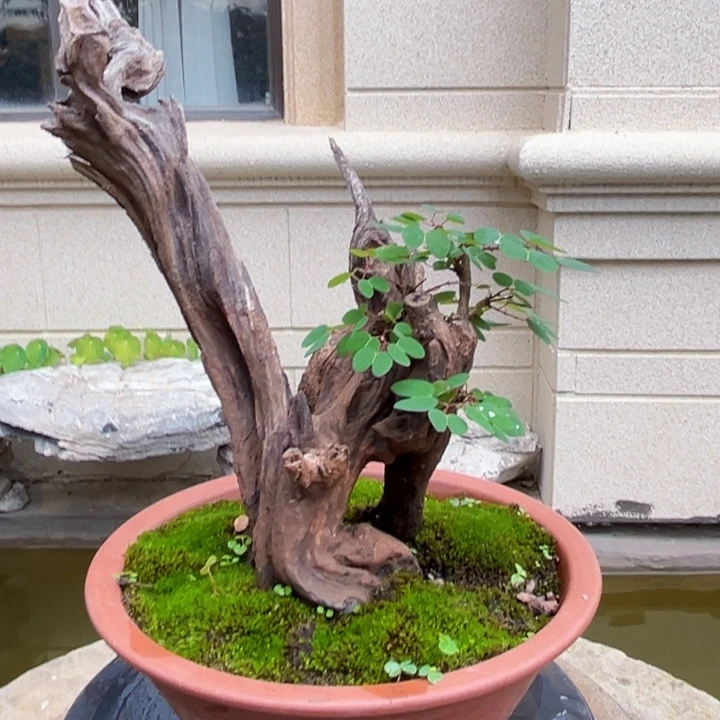 小***提无花朵羊蹄甲盆景老桩
