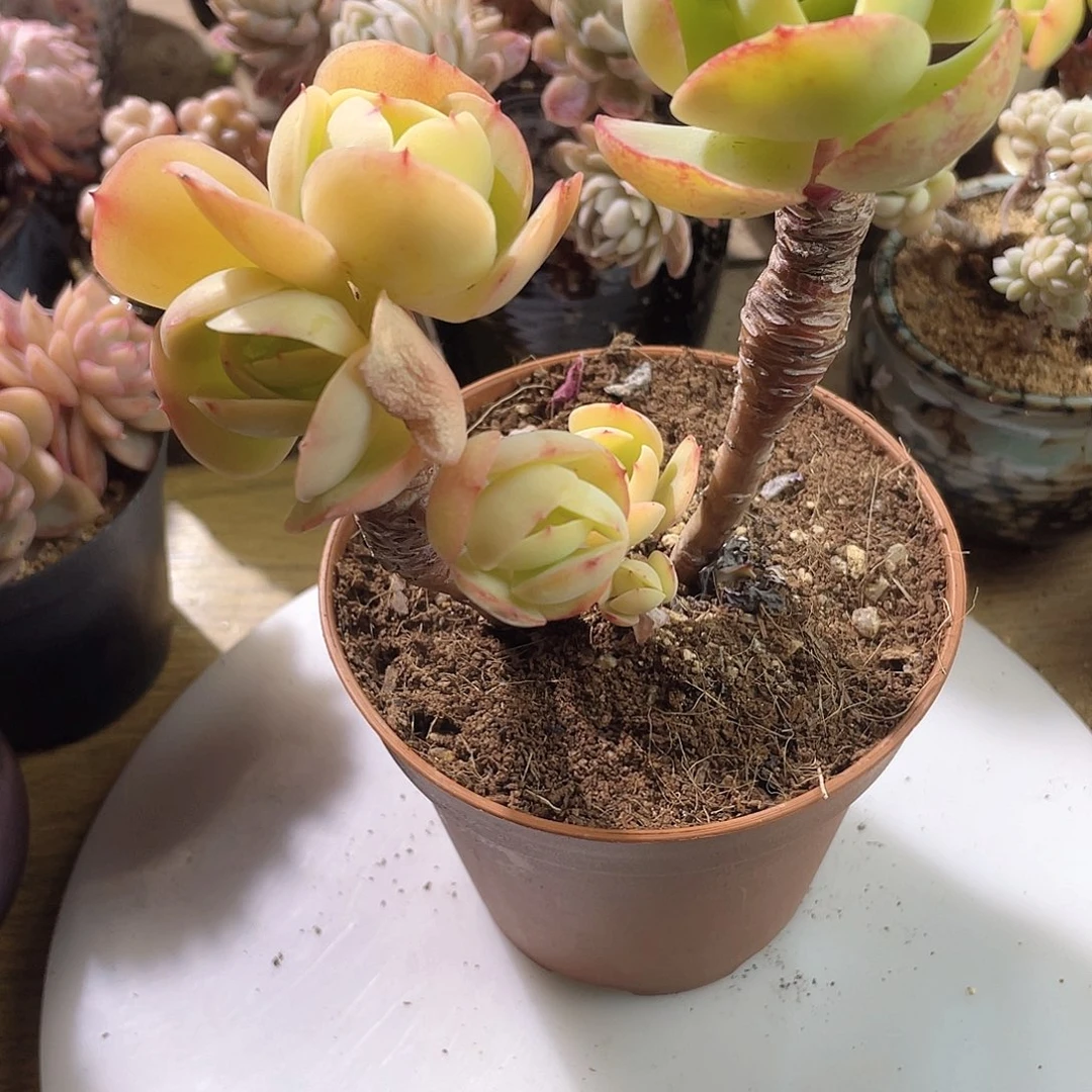 ?*0903  鸡蛋碧桃 六月六