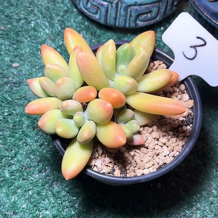 金畅3号码牌子的话题