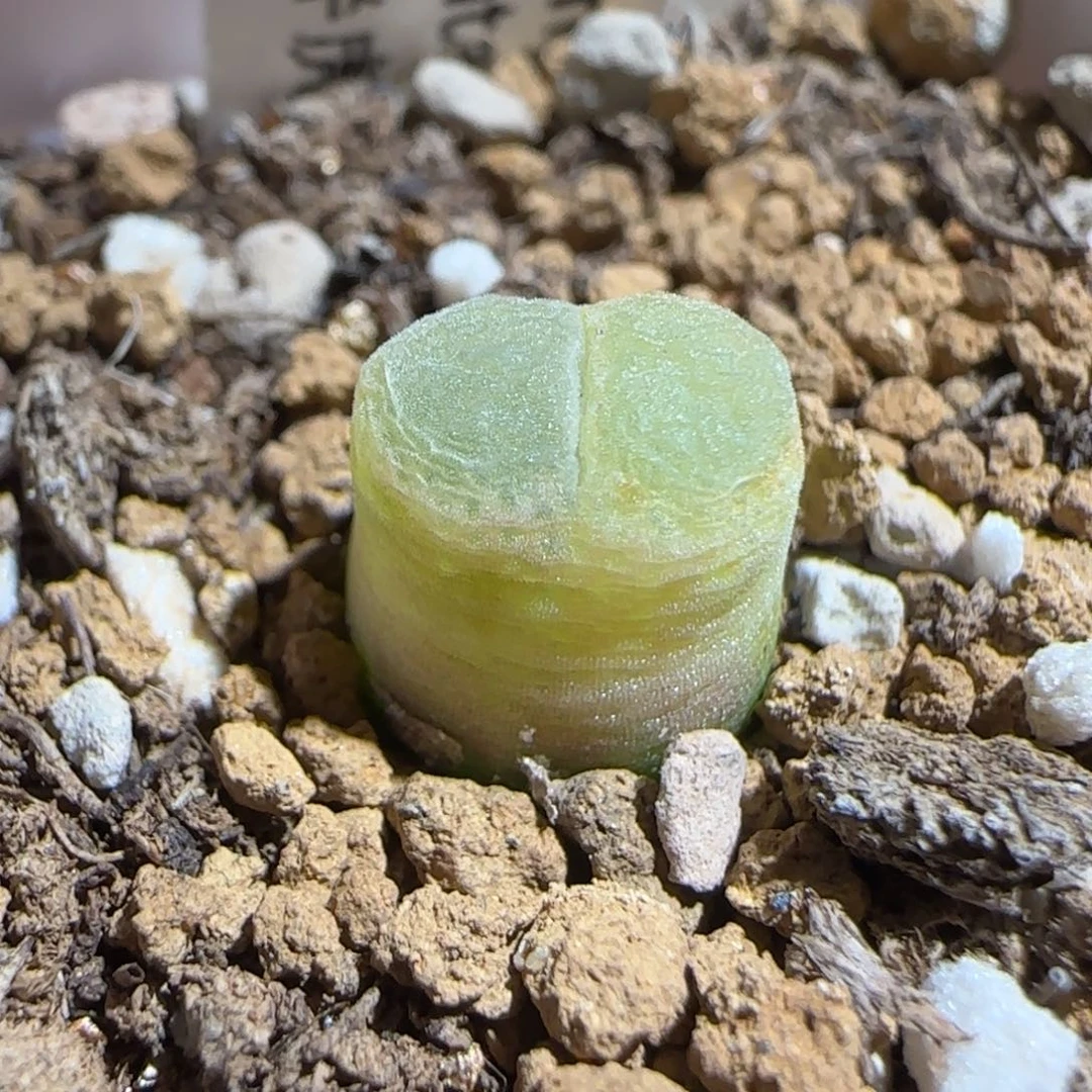 肉锥多肉植物组合-胖虎1328