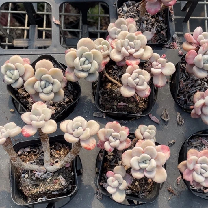 花斑鹿群一颗20包邮新疆西藏不发