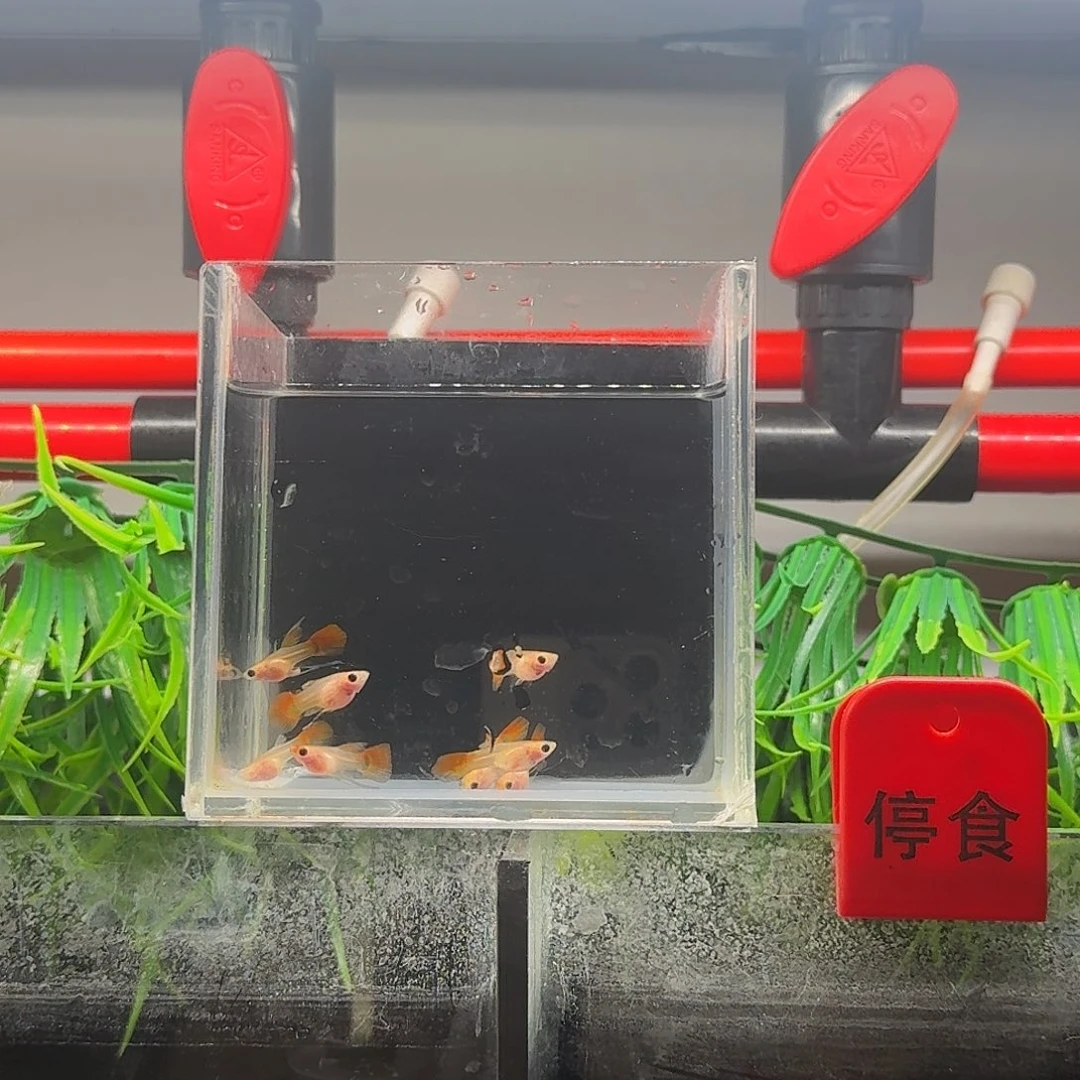 孔雀鱼银河琉璃c苗子8只