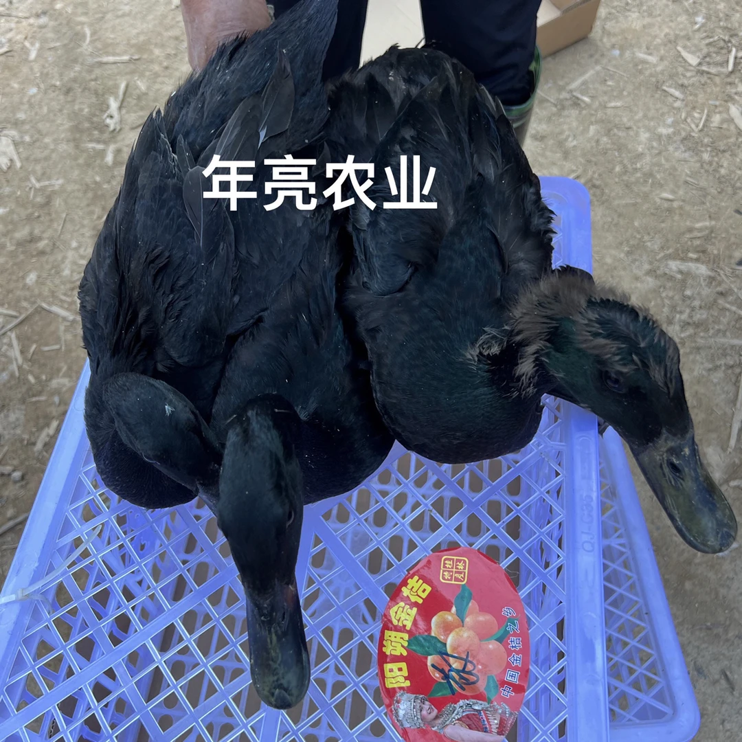 正宗莆田黑鸭宠物鸭两斤规格的黑鸭2只起包邮