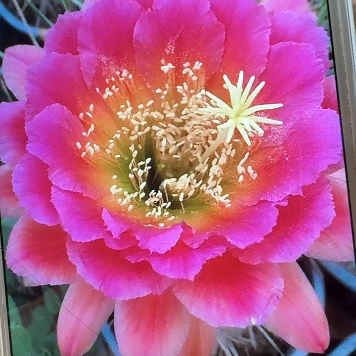 闭月侧芽5公分左右毛花柱（20包邮）
