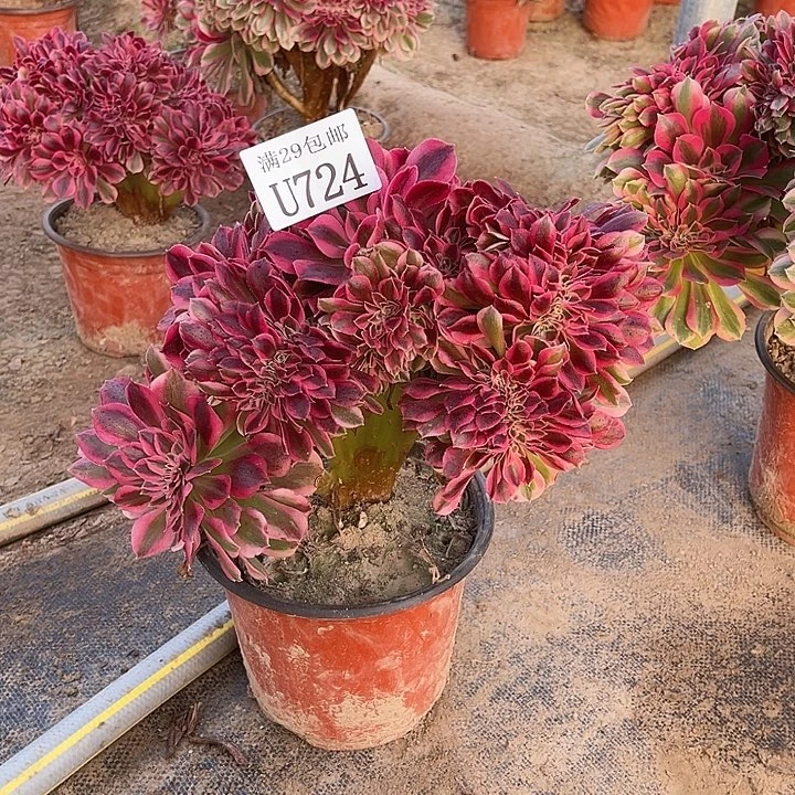 724粉女巫缀   多肉植物