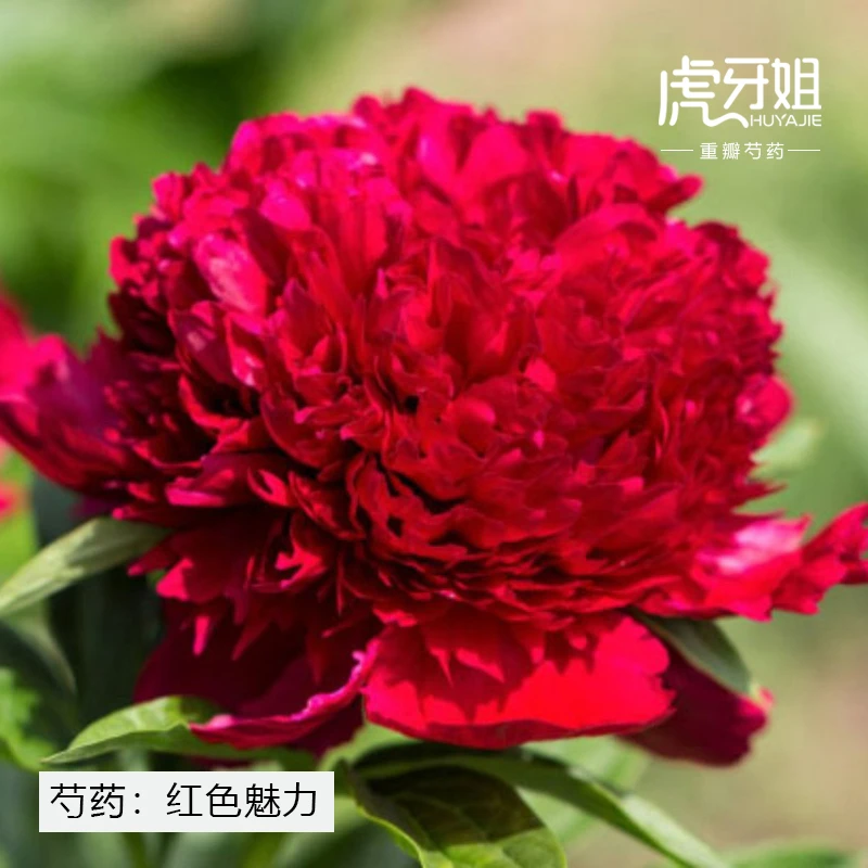 【红色魅力】裸根芍药包对版-庭院阳台花卉重瓣大花红色