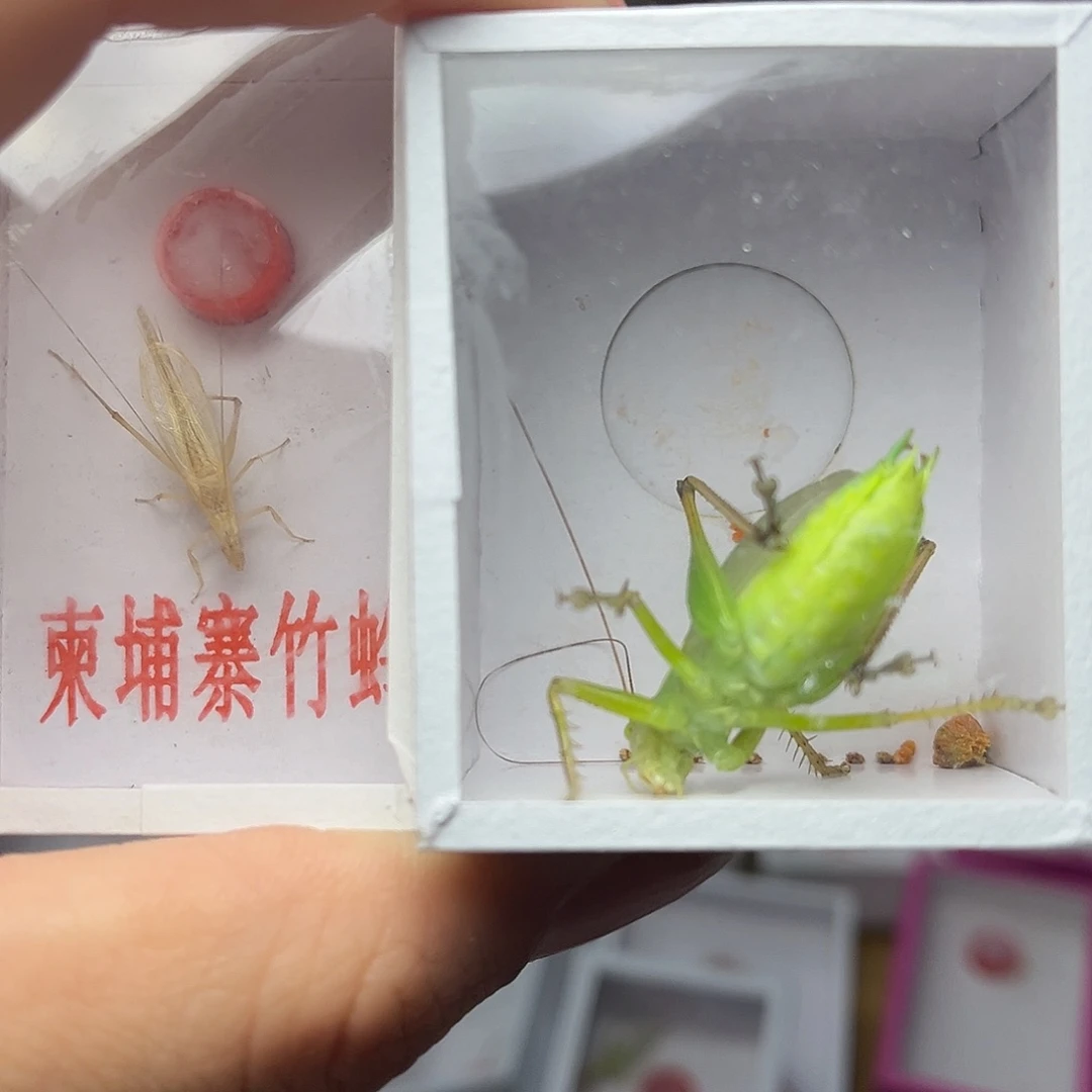 蚂蚁工坊柬埔寨。  扎嘴。