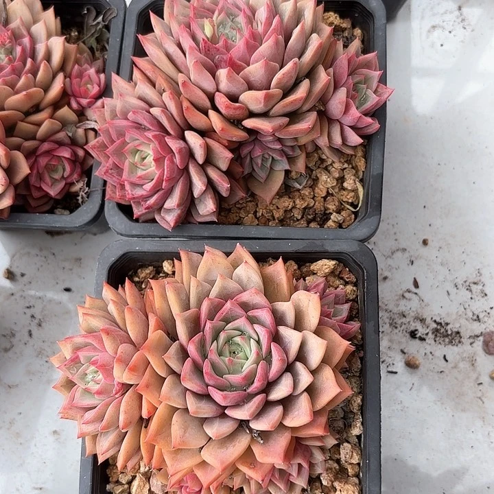 砖石贝拉多肉0000000