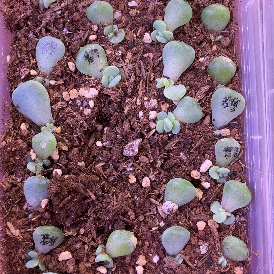 若梦叶插苗1颗量拍