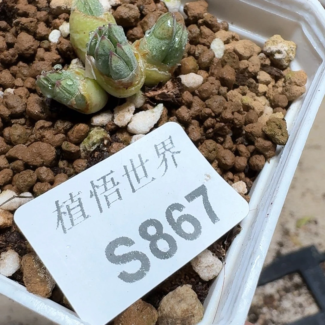 小*仙867号多肉植物哇f g