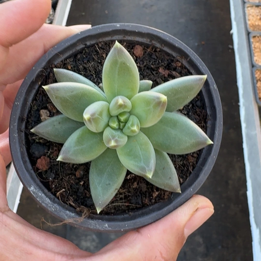 TTN 叶插  一物一拍