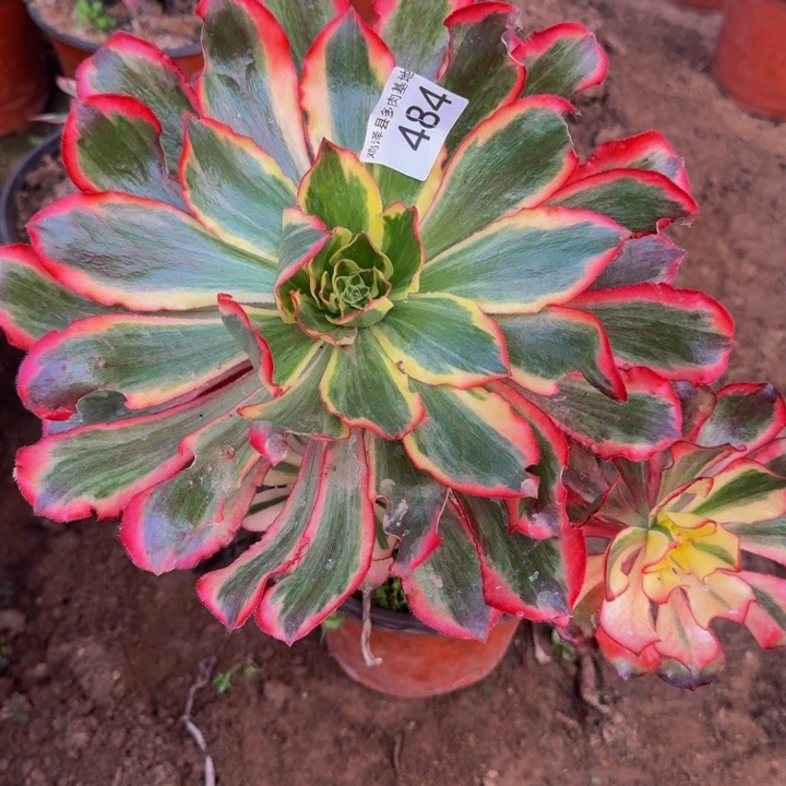 随***欲魅影一物一拍484。