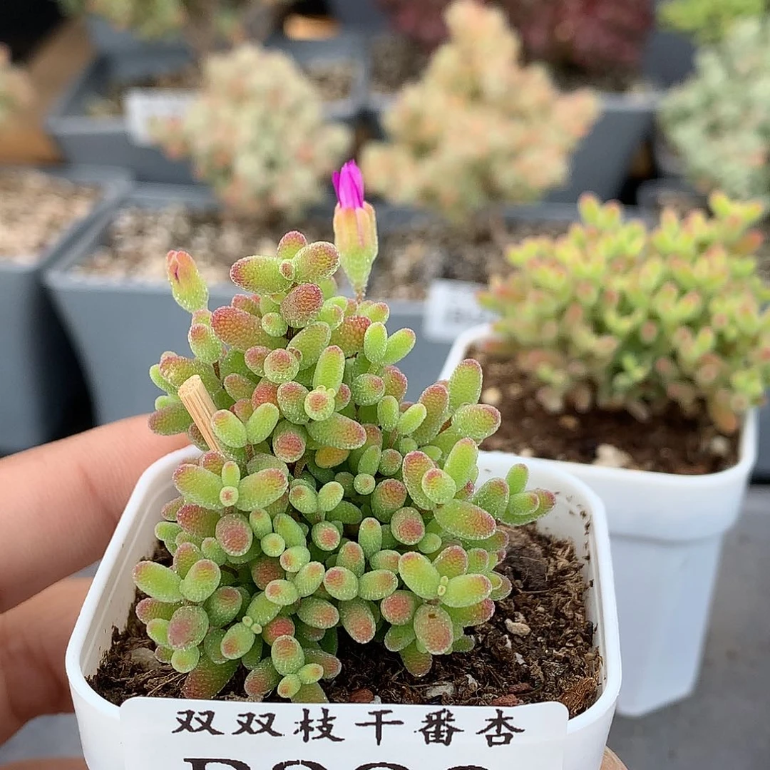 326蜜橘。