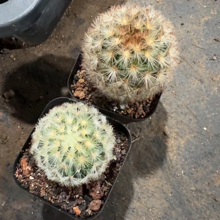 ?****?两颗一起专拍姐