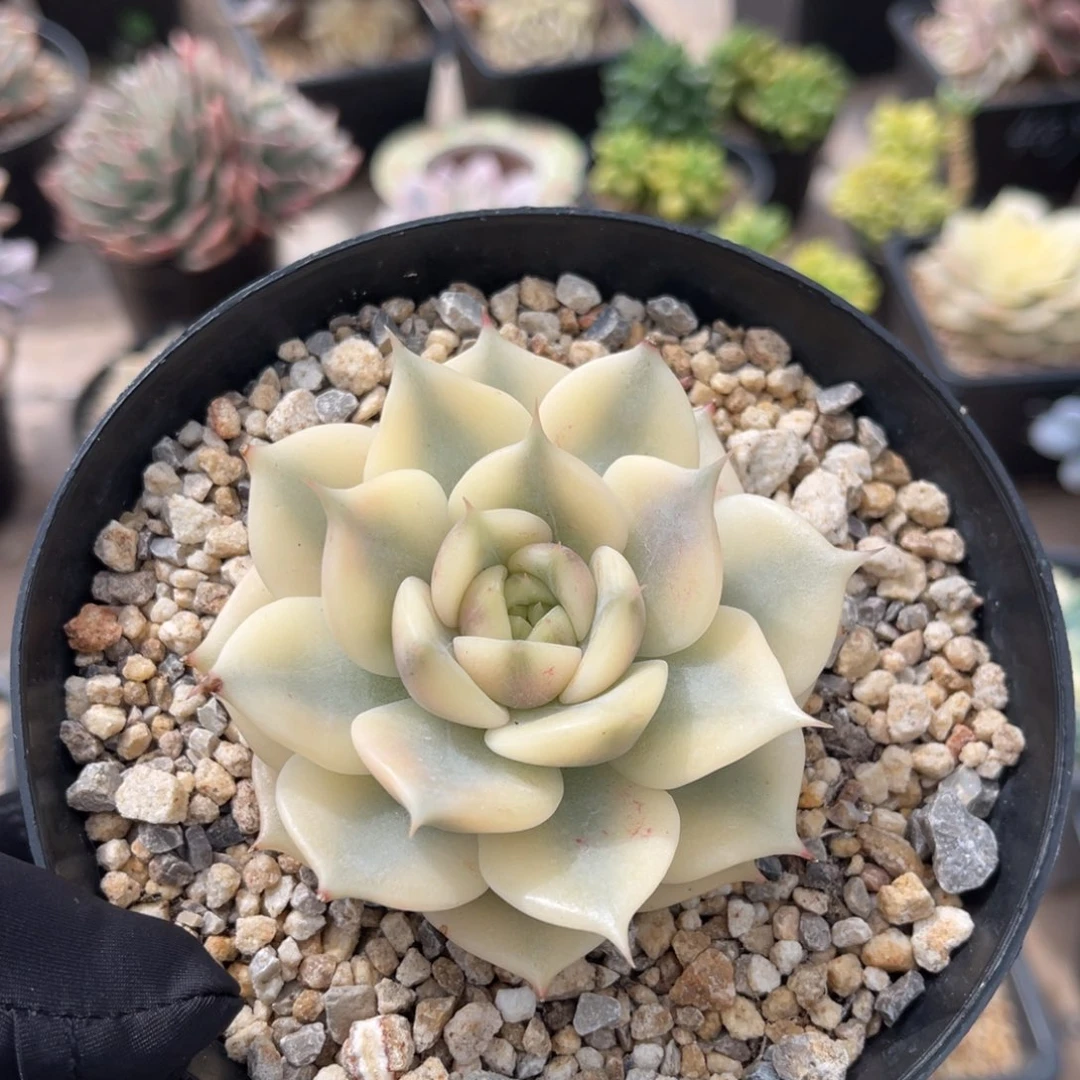 贝加尔湖锦一物一拍
