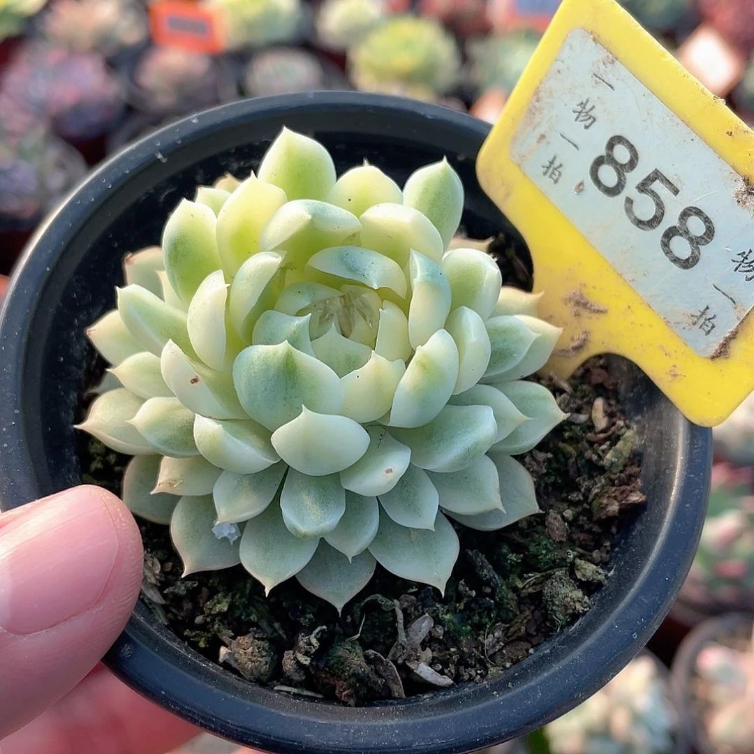 香草月影锦858号多肉