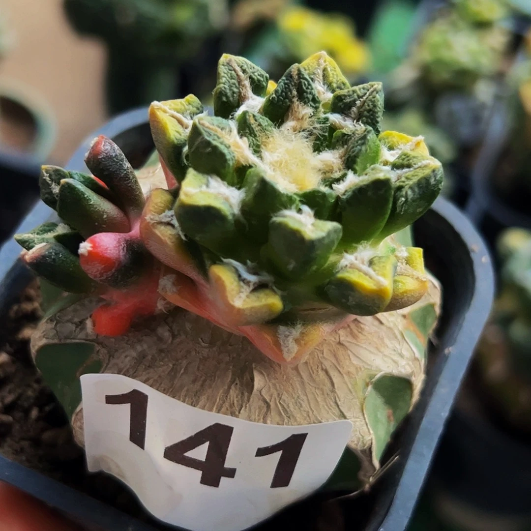 无花朵双头黑牡丹锦141