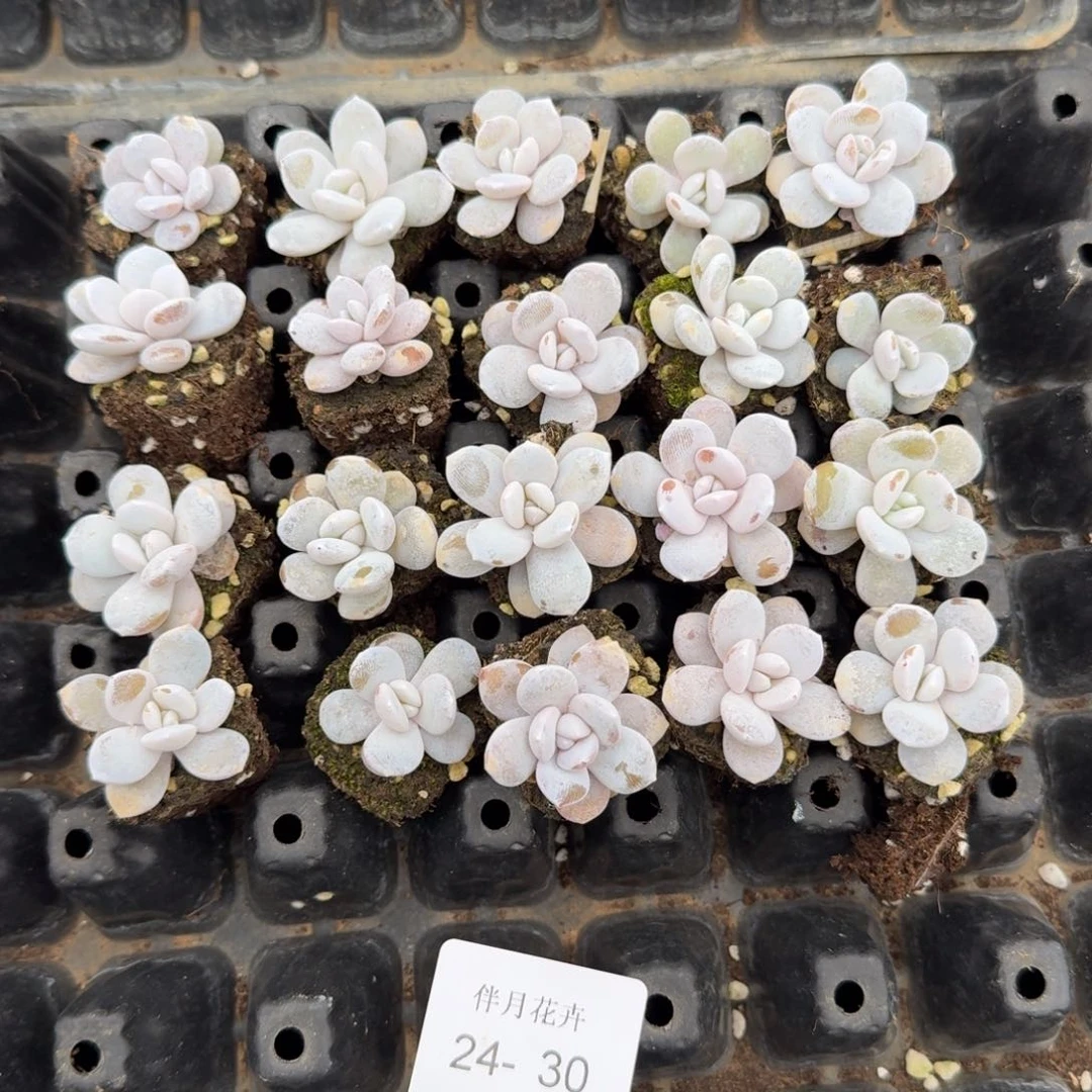 24/30小雪莲二十颗量拍
