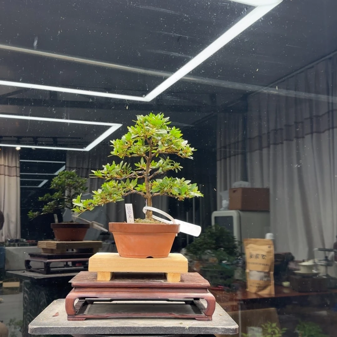 就***玩无花朵花卉苗木0425