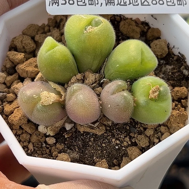 无花朵小***^651号毛翠滴