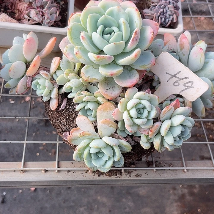 两单包邮， 一物一拍69冷香