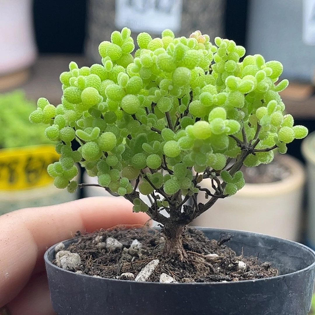 25蜜桔糖球优选枝干番杏