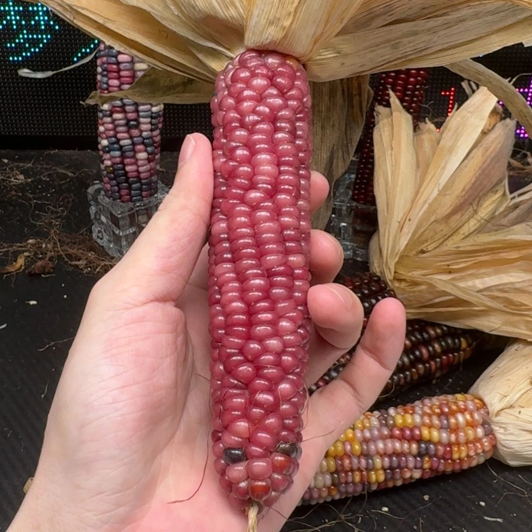 柏香籽/百香籽吊坠瓜***友