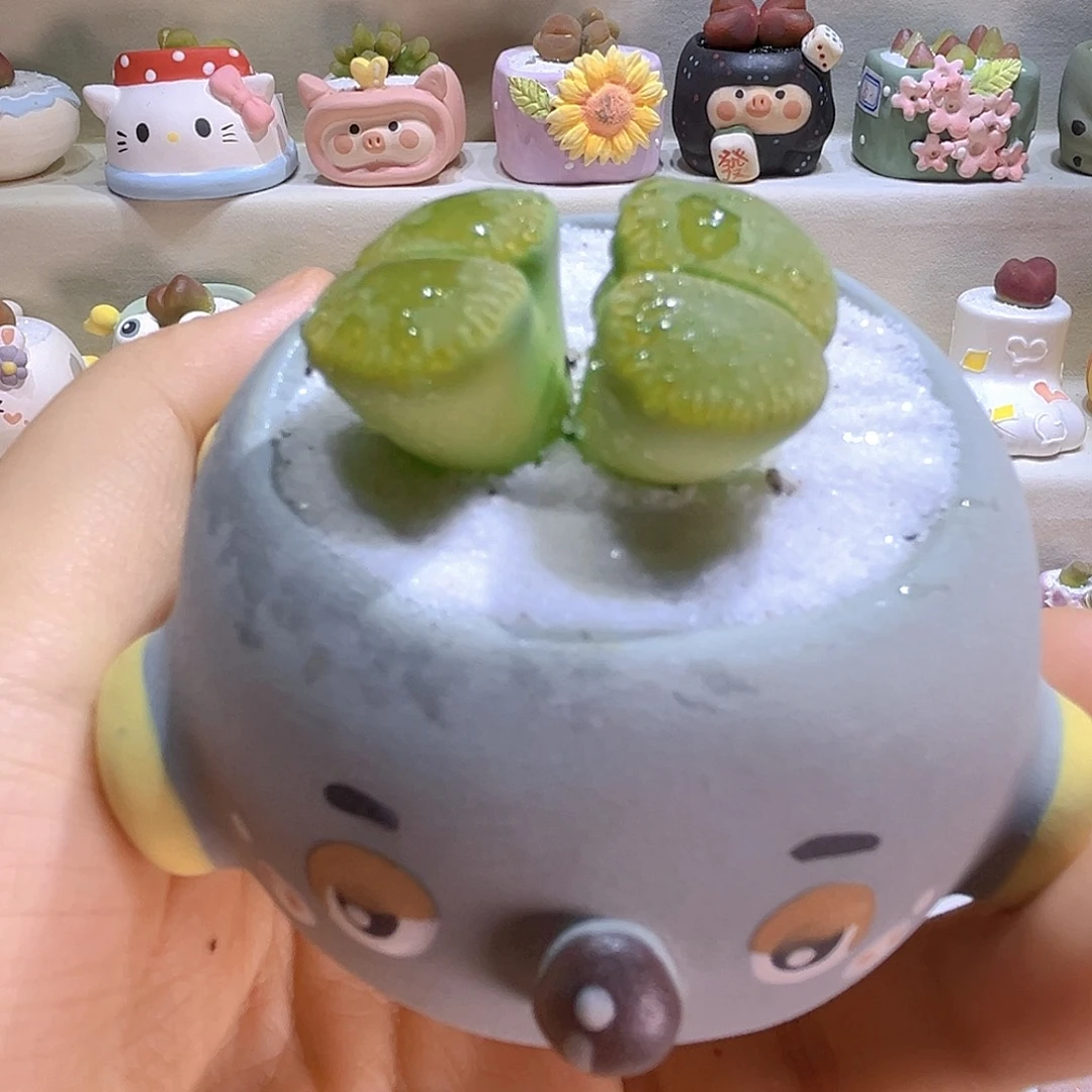033双头绿光阳带盆带土