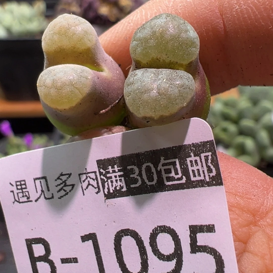 多肉植物1111111111111