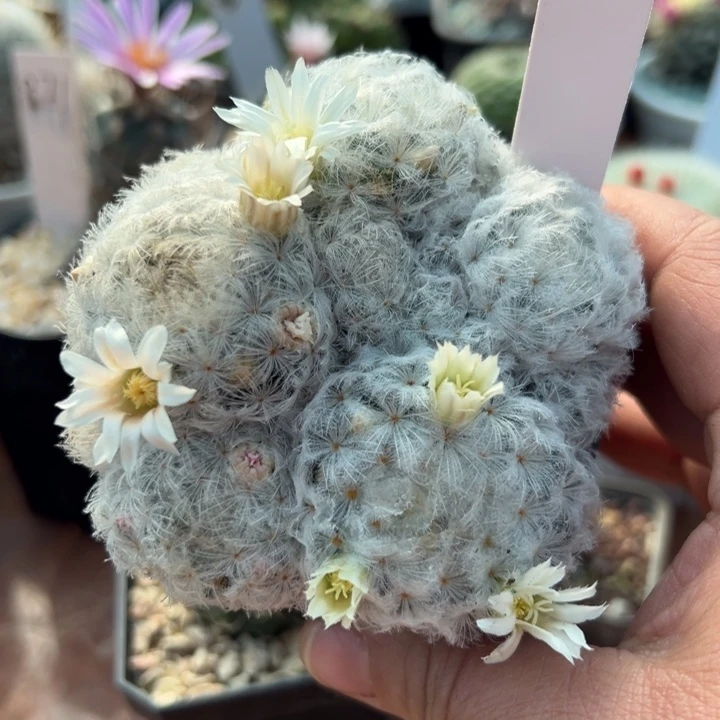 18号实生白星一盆