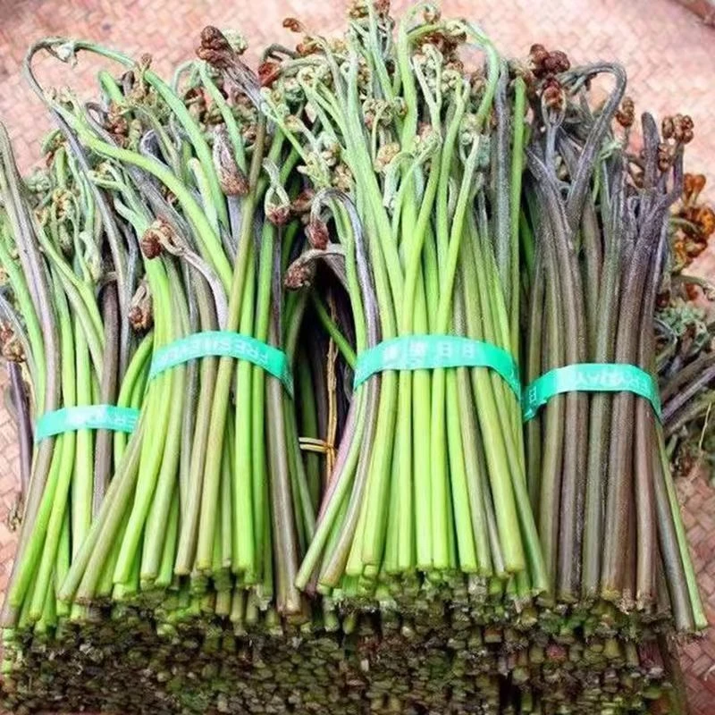 云南施甸野菜野生新鲜蕨菜野菜蕨菜凉拌猫爪菜农家野菜绿色蔬菜