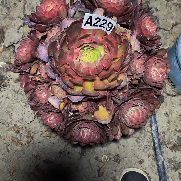 七彩万圣节26——45包邮