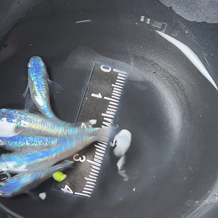 青鳉鱼海王星一组56号