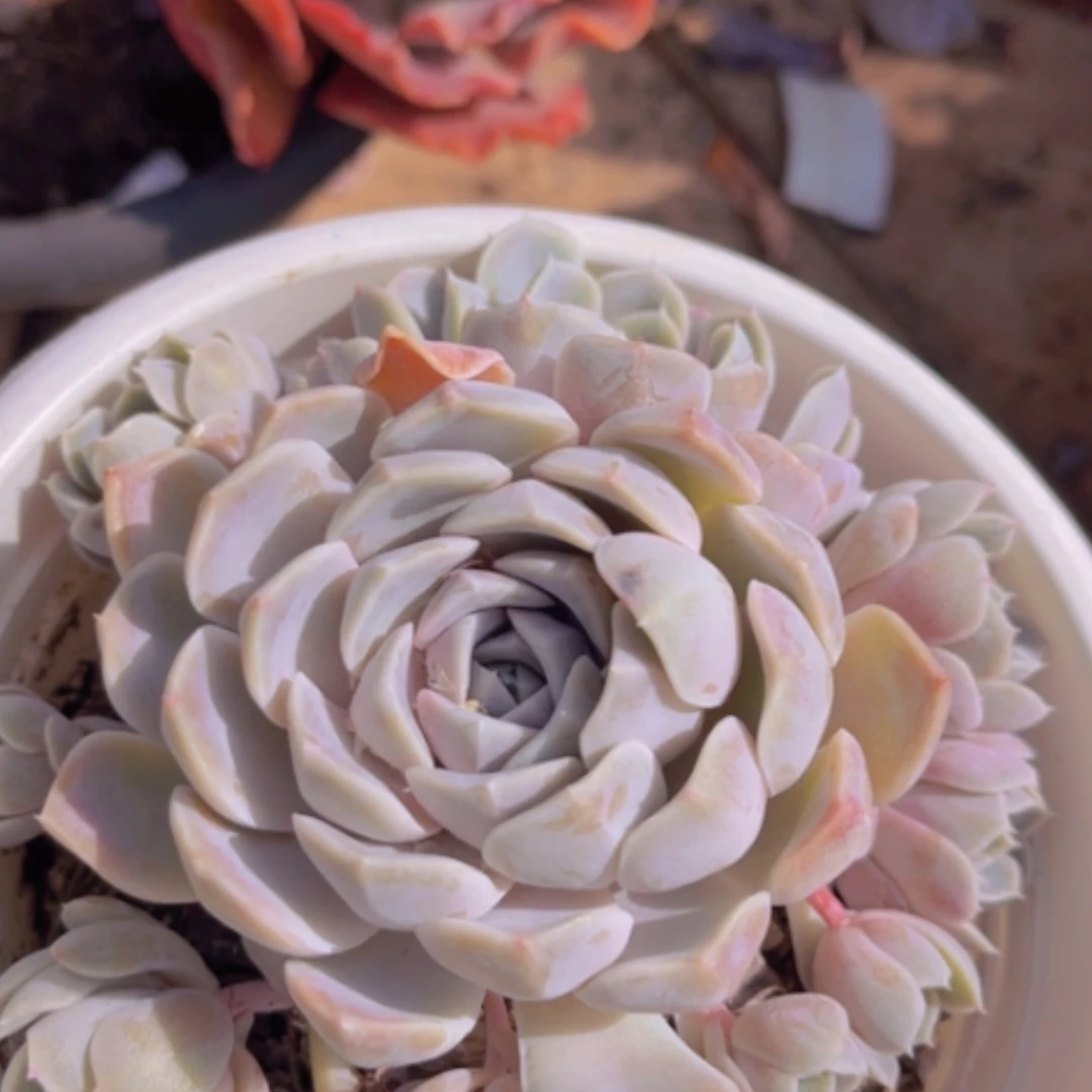 【闪购商品】汉堡1885