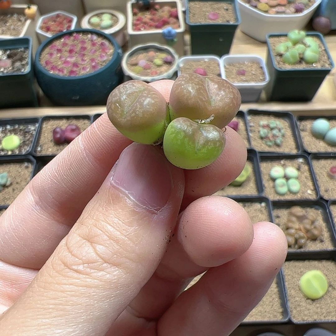 【闪购商品】307 端午福利